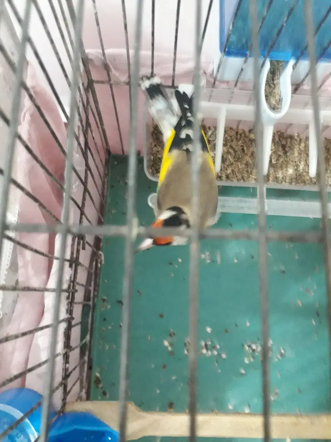 نرقشنگ|پرنده|سردشت, |دیوار