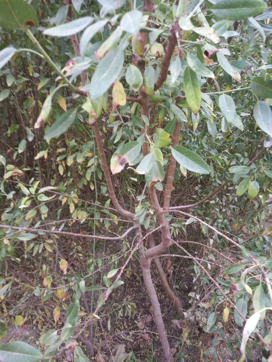 نهال بادام بومی ۴ و۳ساله|گل و گیاه طبیعی|آذرشهر, |دیوار