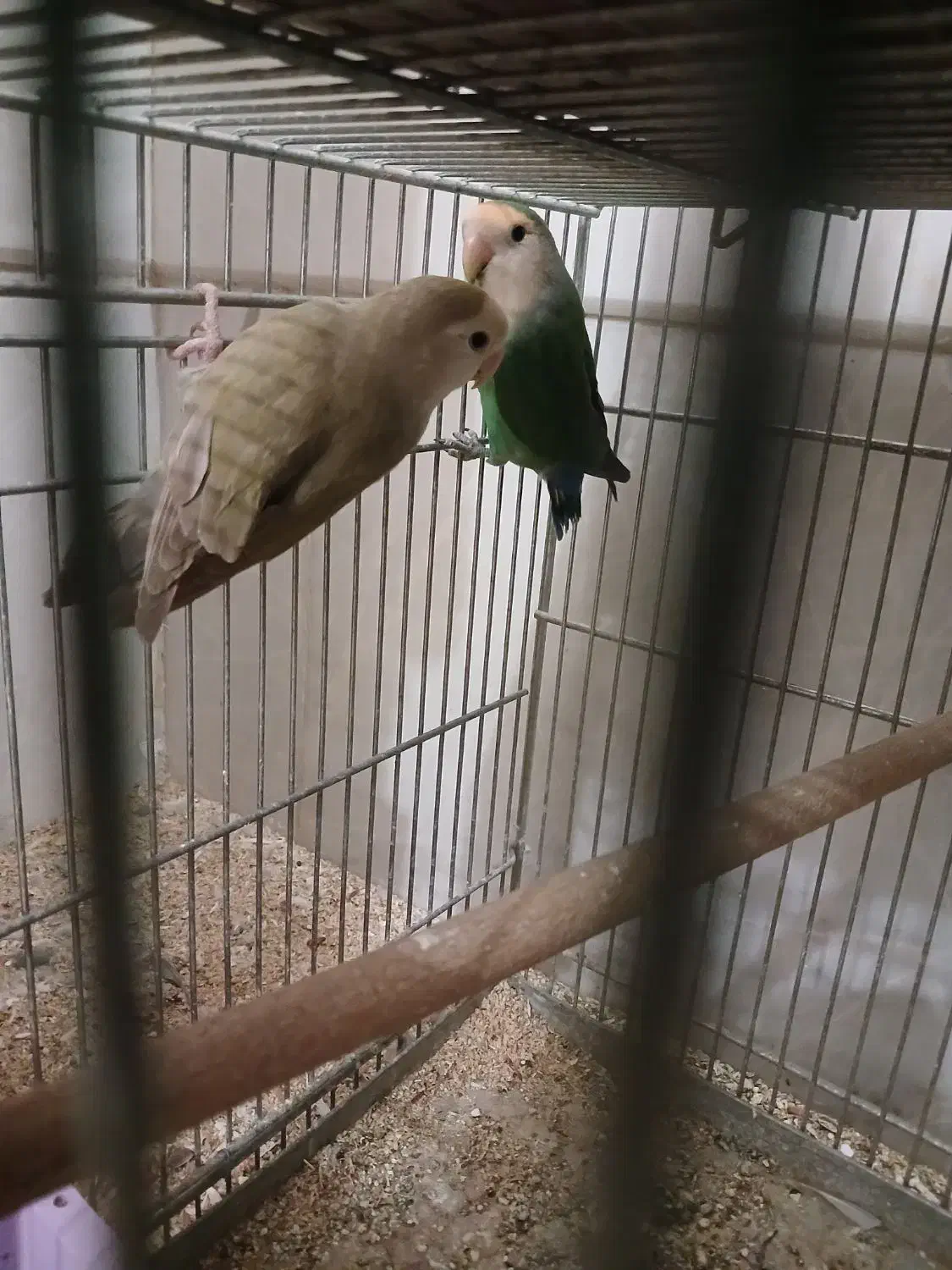 طوطی برزیلی|پرنده|نجفآباد, مزرعه طالب|دیوار