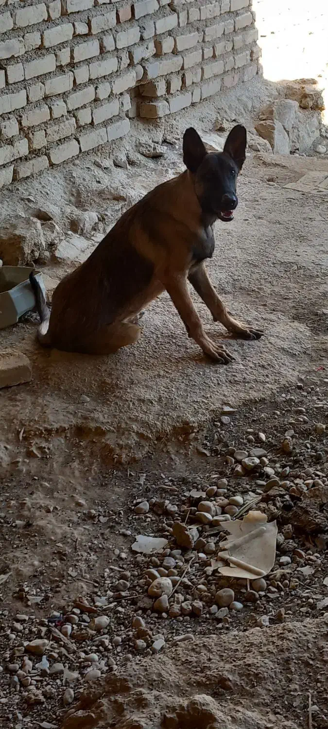 سگ مالنیوز|سگ|داراب, |دیوار