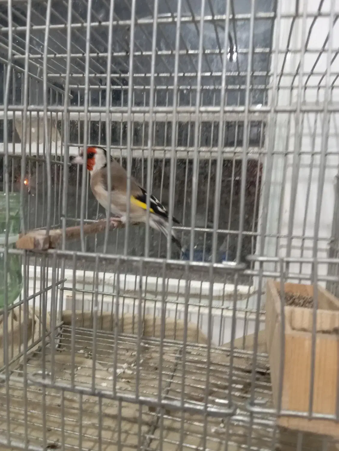 سهره .خاکی|پرنده|مرودشت, بیست متری بیمارستان|دیوار