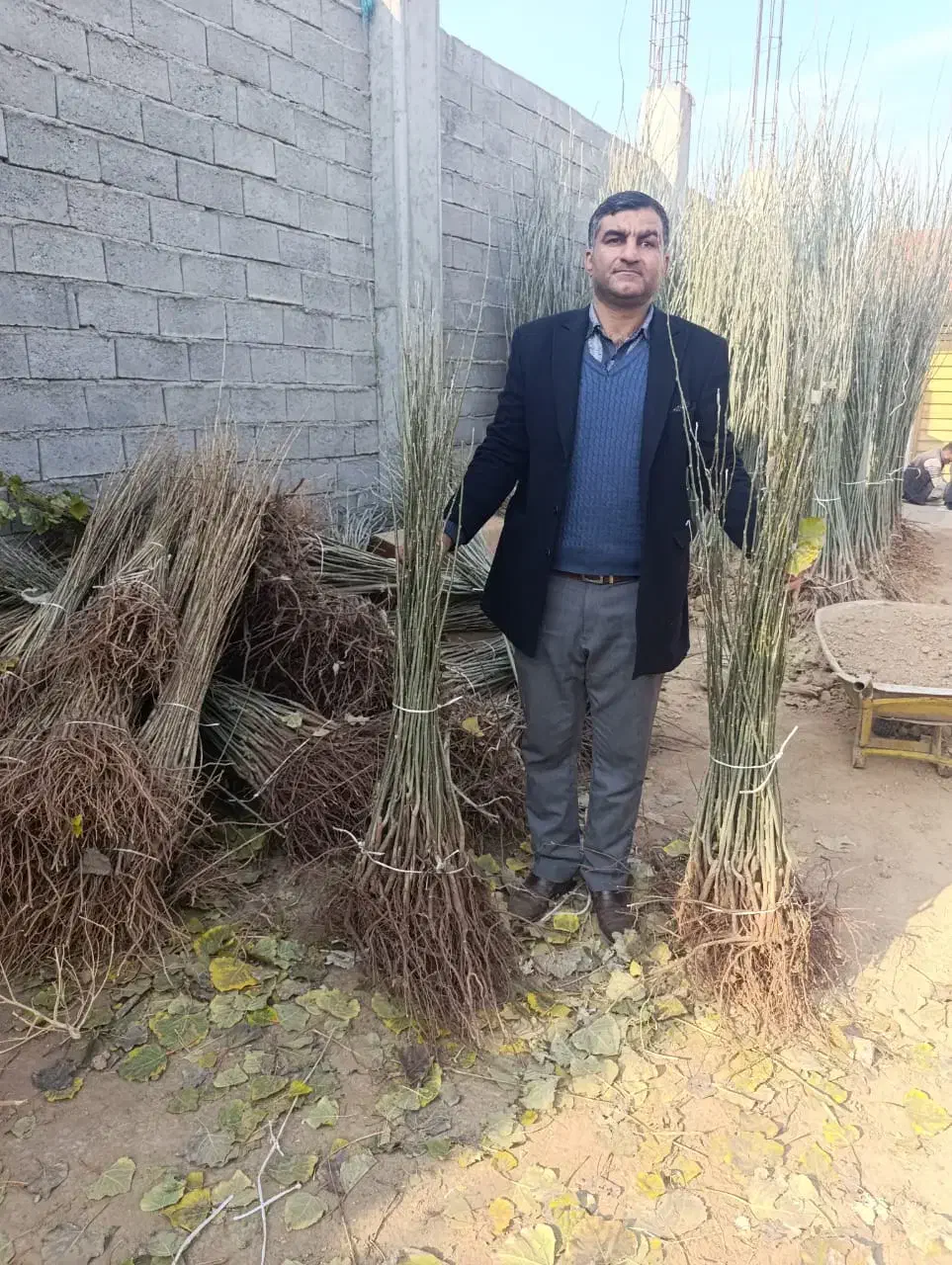 نهال های ریشه لخت ، آماده انتقال و کاشت|خدمات باغبانی و درختکاری|کوهرنگ, |دیوار