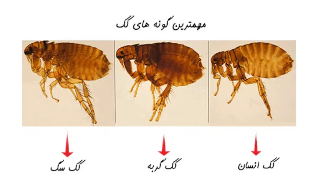 سم پاشی وضدعفونی اماکن ومنازل باسابقه ۱۴سال|خدمات نظافت|گرگان, |دیوار