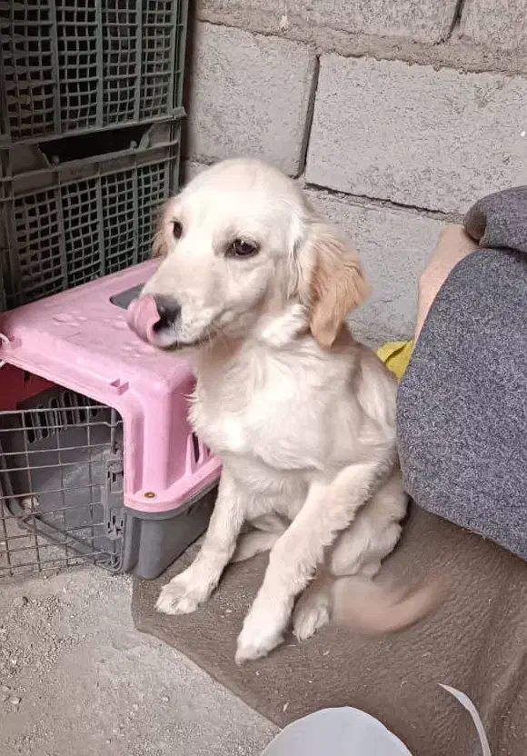 سگ گلدن رتریور اصلی|سگ|هشتگرد, مدرس|دیوار