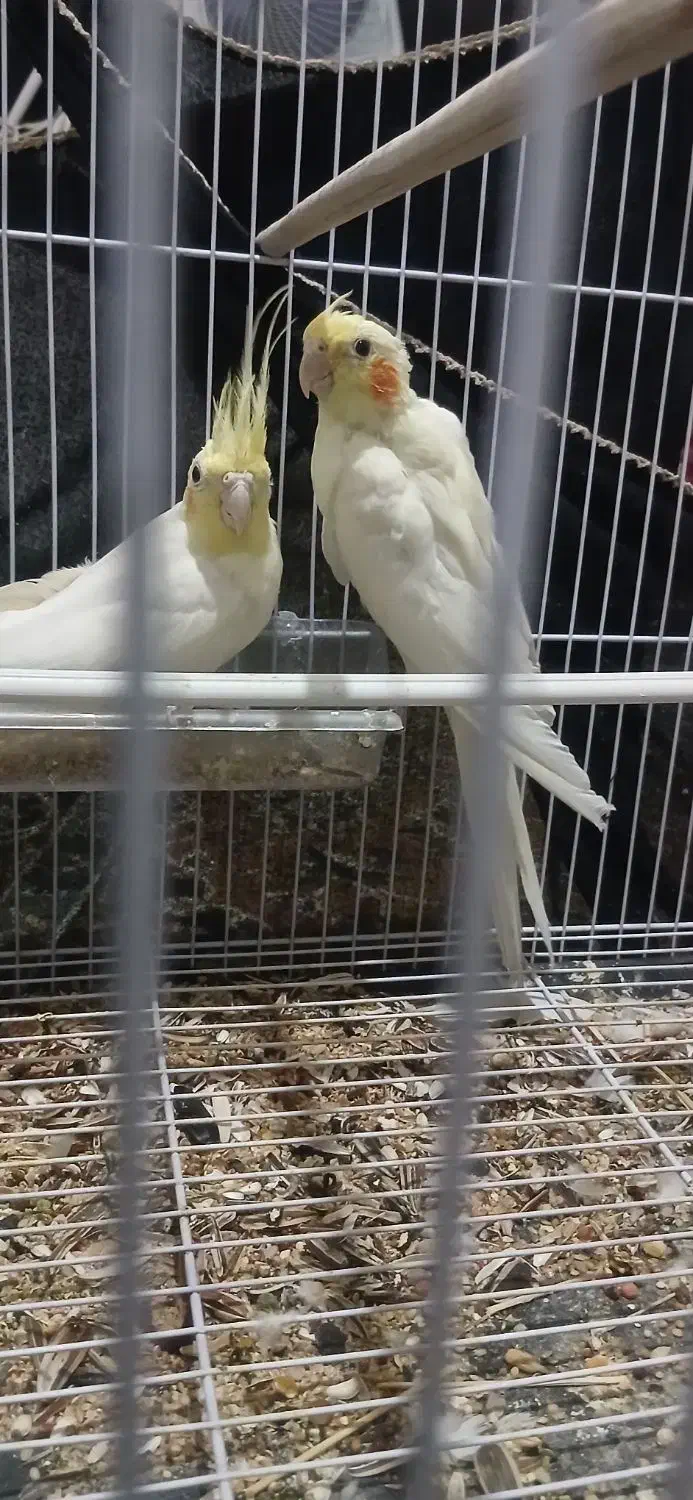 عروس هلندی نرو ماده بالغ|پرنده|زابل, |دیوار