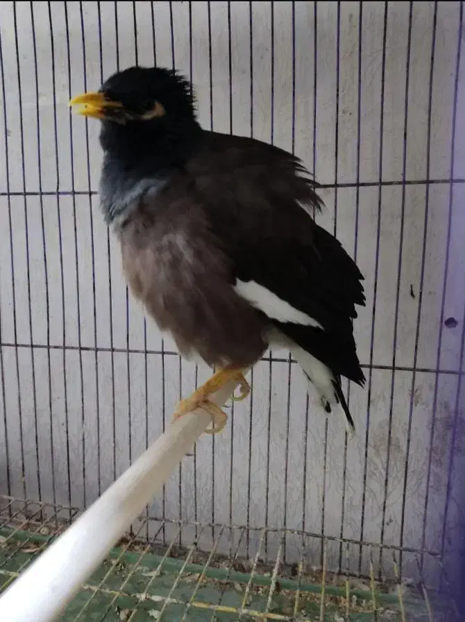 مرغ مینا سخنگو|پرنده|رشت, پیرسرا|دیوار