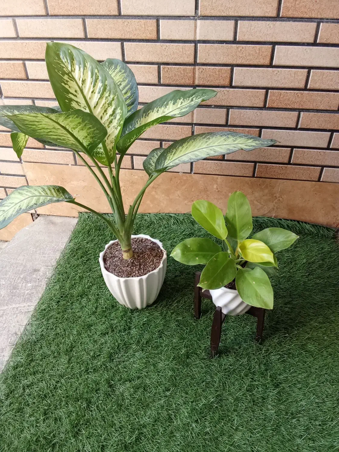 گل و گیاه و گلدون و خاک تولیدی|گل و گیاه طبیعی|بندر ماهشهر, |دیوار