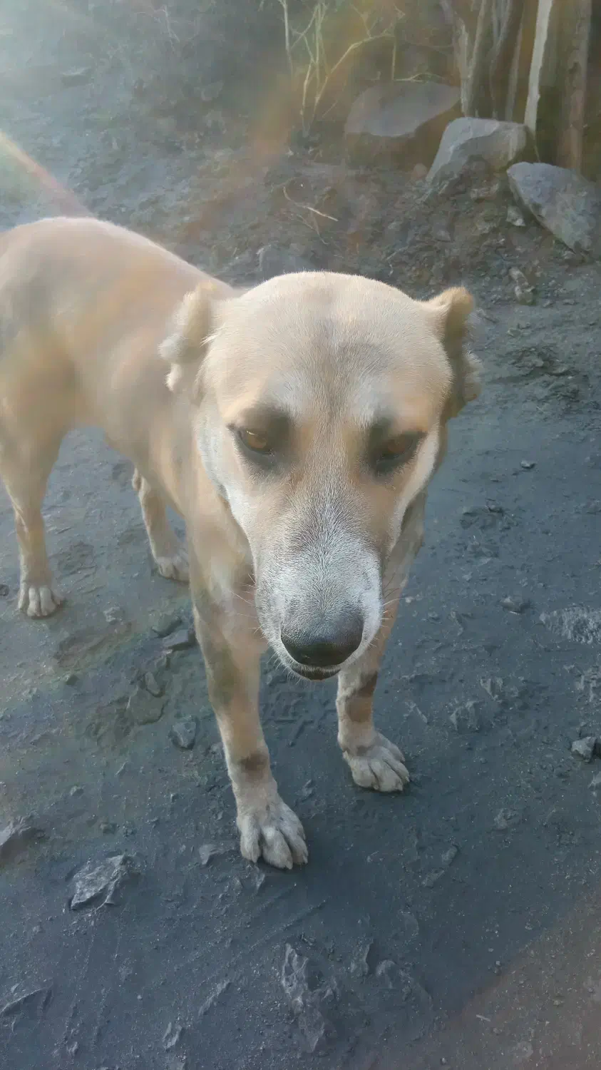 فروش سگ سرابی مخصوص گله داری و نگهبانی|سگ|زرند, |دیوار