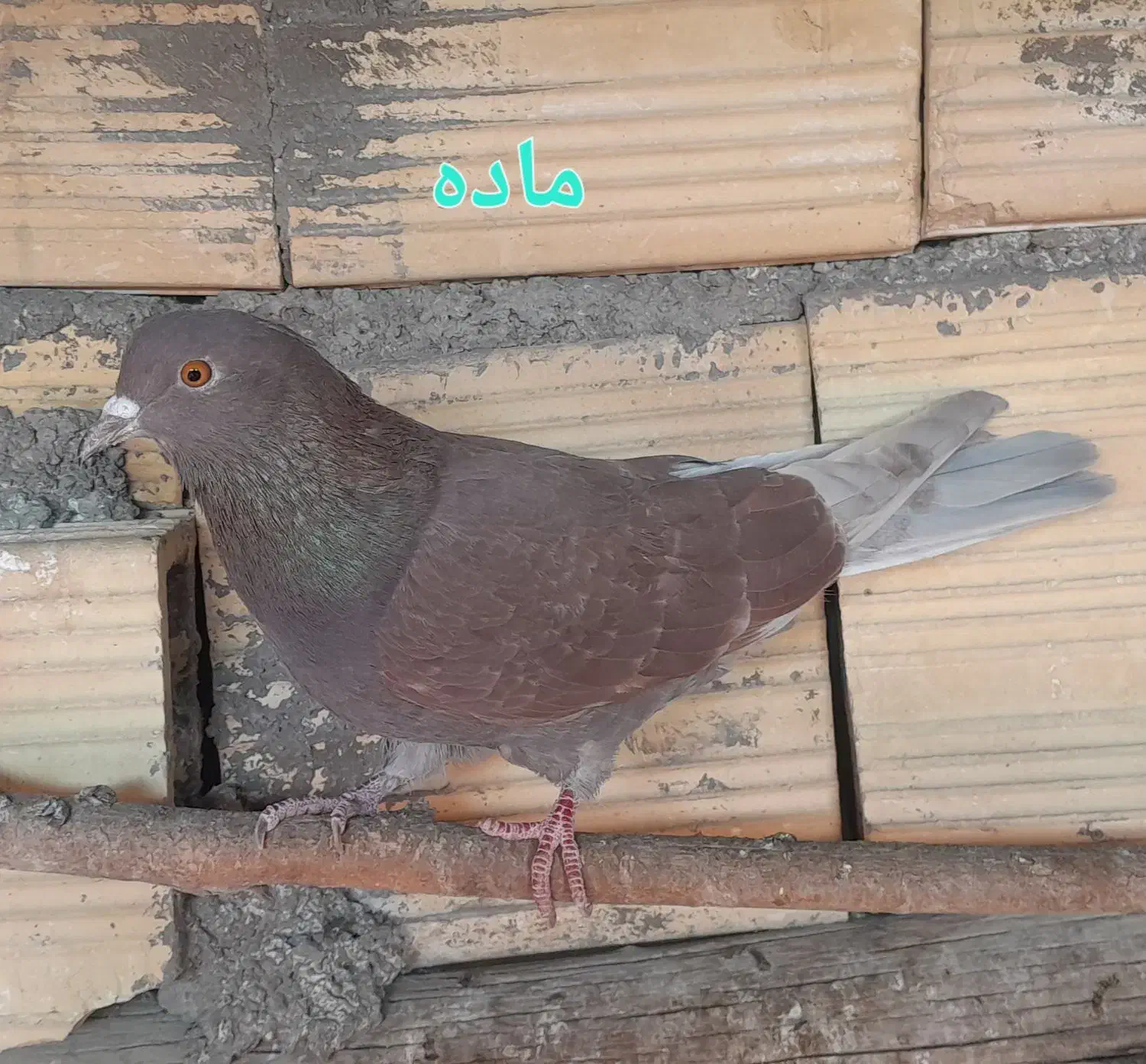 کبوتر|پرنده|زنجان, |دیوار