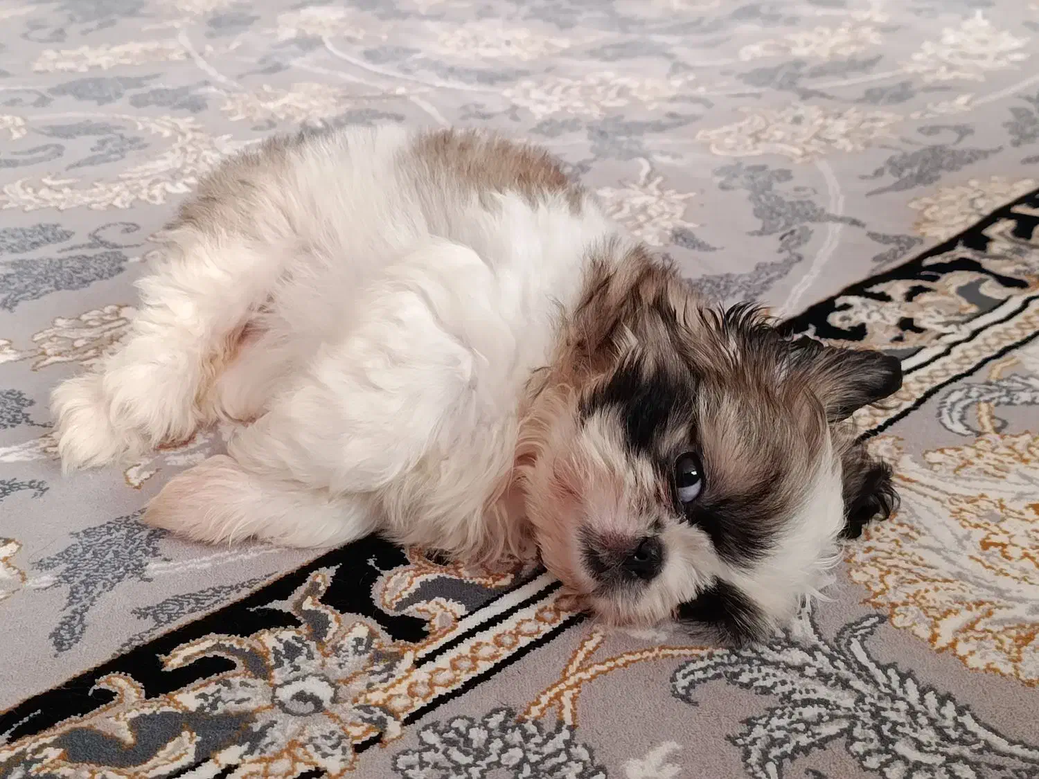 شیتزو فلت اصلی|سگ|رباط‌کریم, نصیرشهر|دیوار