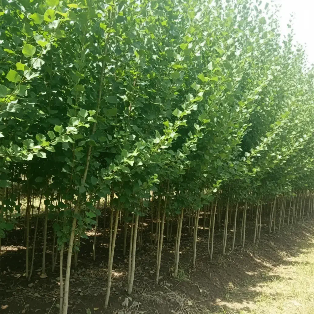 فرصت طلایی خرید نهال صنـوبر نیگرا (سود تضمینی)|خدمات باغبانی و درختکاری|تبریز, |دیوار