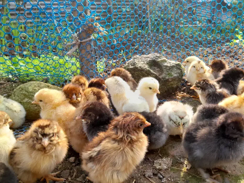 جوجه محلی|حیوانات مزرعه|فومن, |دیوار