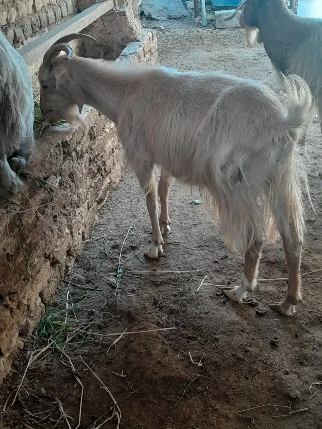 بز بز|حیوانات مزرعه|مشهد, شهید شهریاری|دیوار