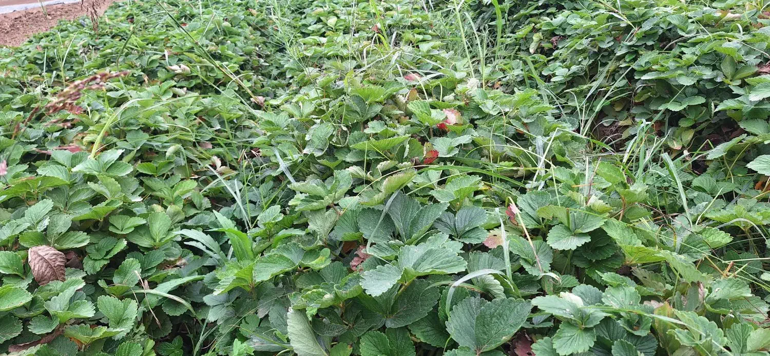 نهال سابرینا درجه ۱|عمدهفروشی|خان ببین, |دیوار