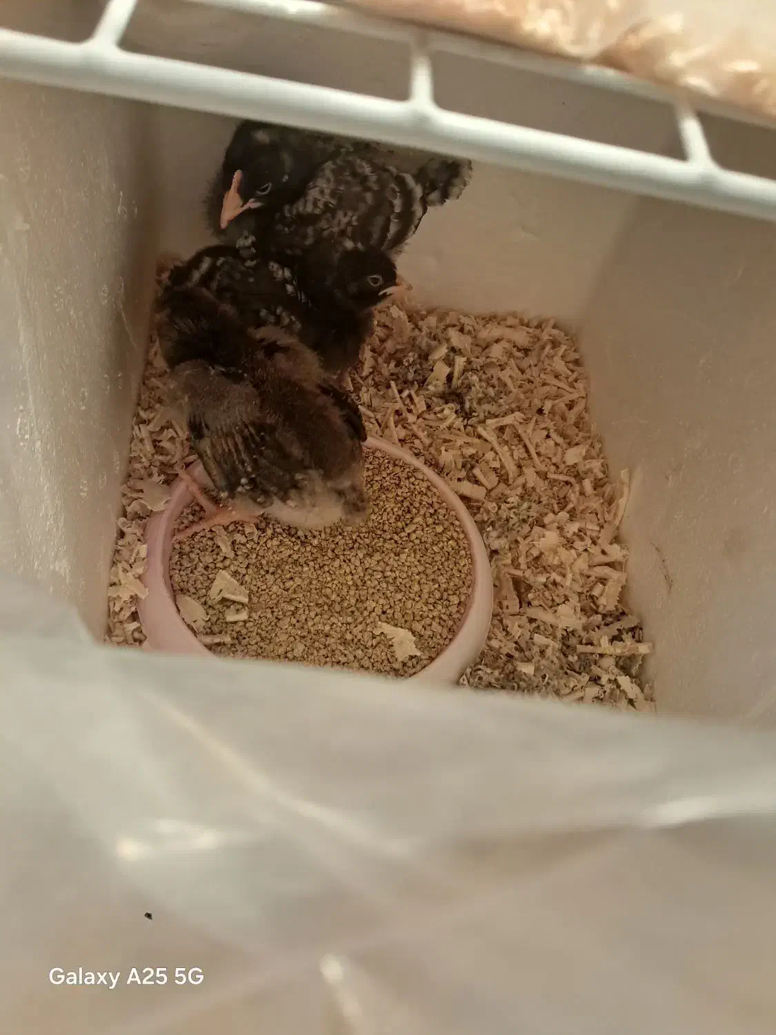 جوجه مرغ آمروک،ویاندورت|حیوانات مزرعه|مشهد, شاهد (شهرک غرب)|دیوار