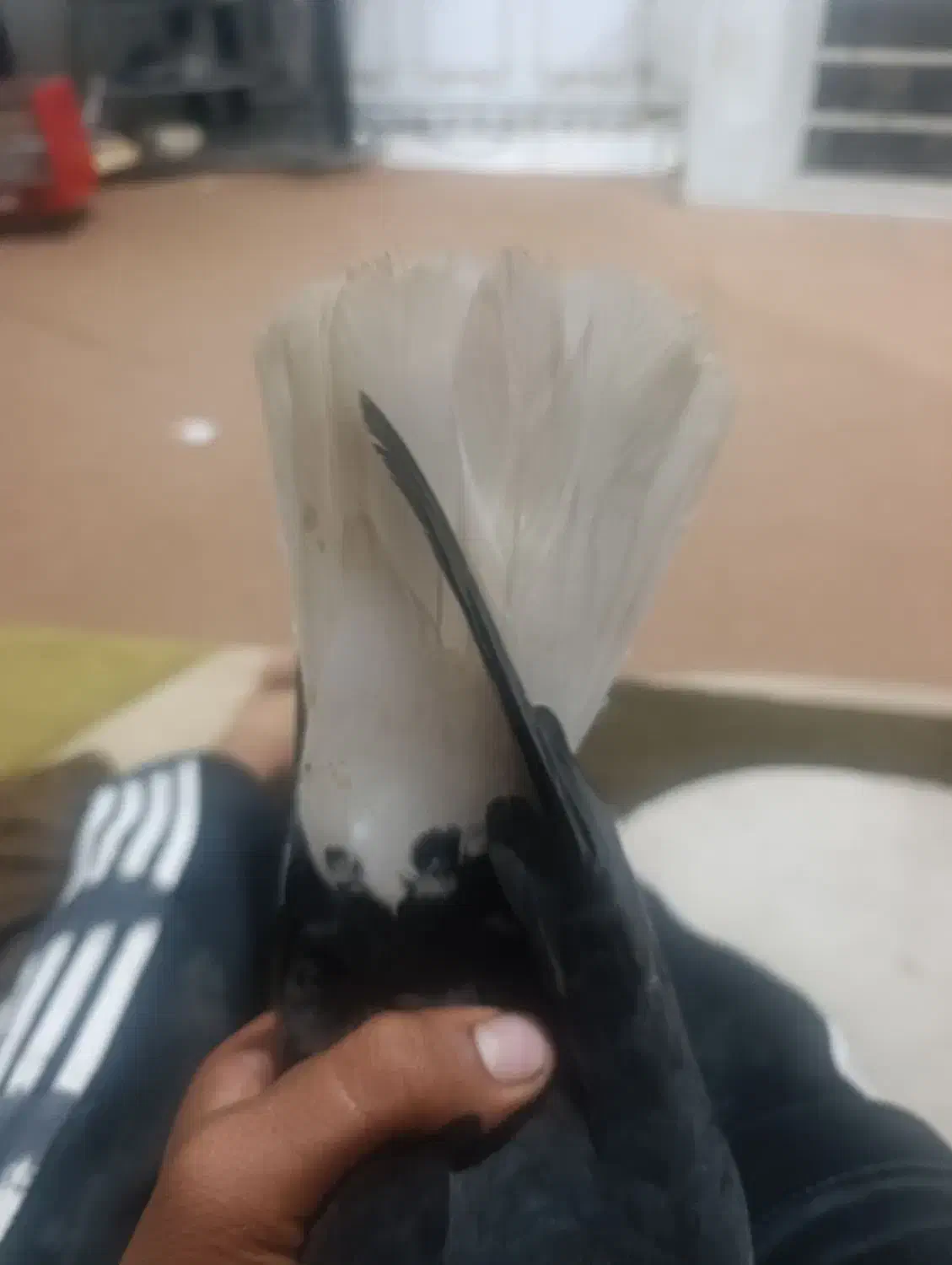 کبوتر معاوضه|خزنده|اهواز, زرگان|دیوار