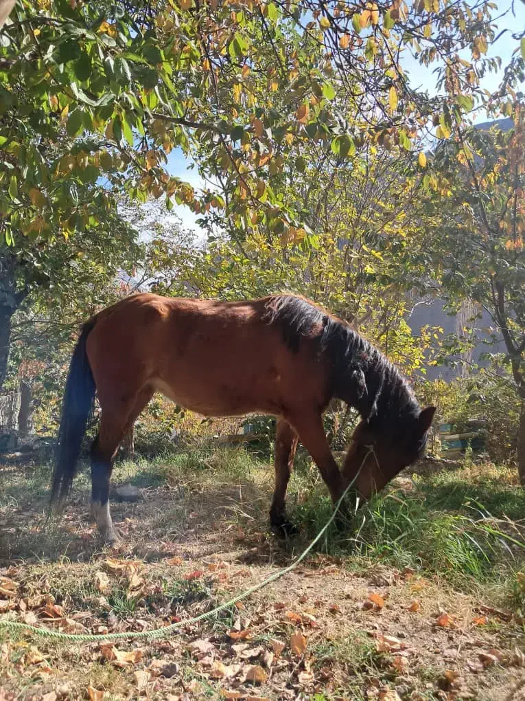 اسب مادیان آبستن|اسب و تجهیزات اسبسواری|گزنک, |دیوار