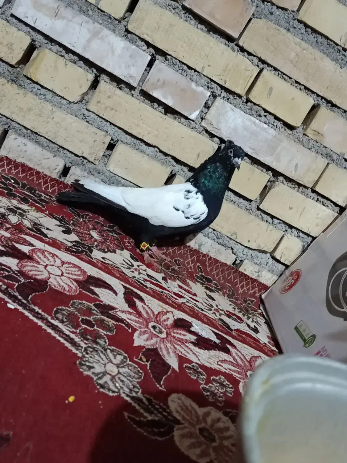 کبوتر رنگی|پرنده|شوشتر, |دیوار