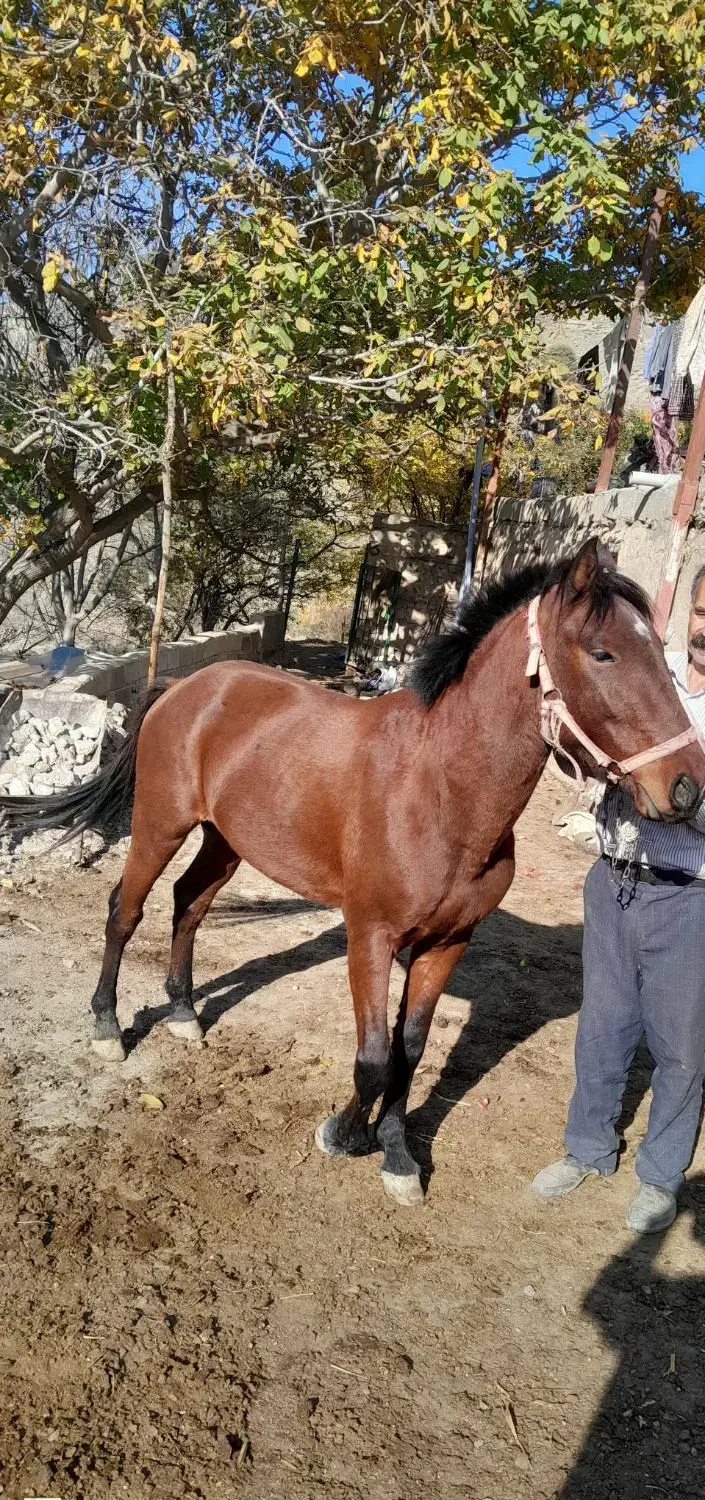 قیمت ۳۵تومن|اسب و تجهیزات اسبسواری|خدا آفرین, |دیوار