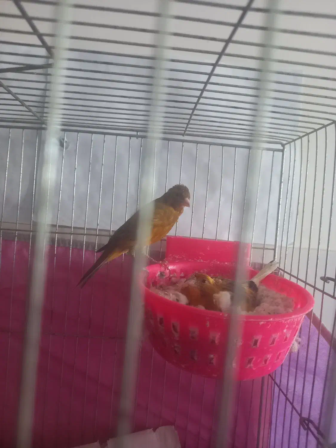 یک جفت قناری اصیل سوخته با هفت تا تخم|پرنده|مشگین شهر, |دیوار