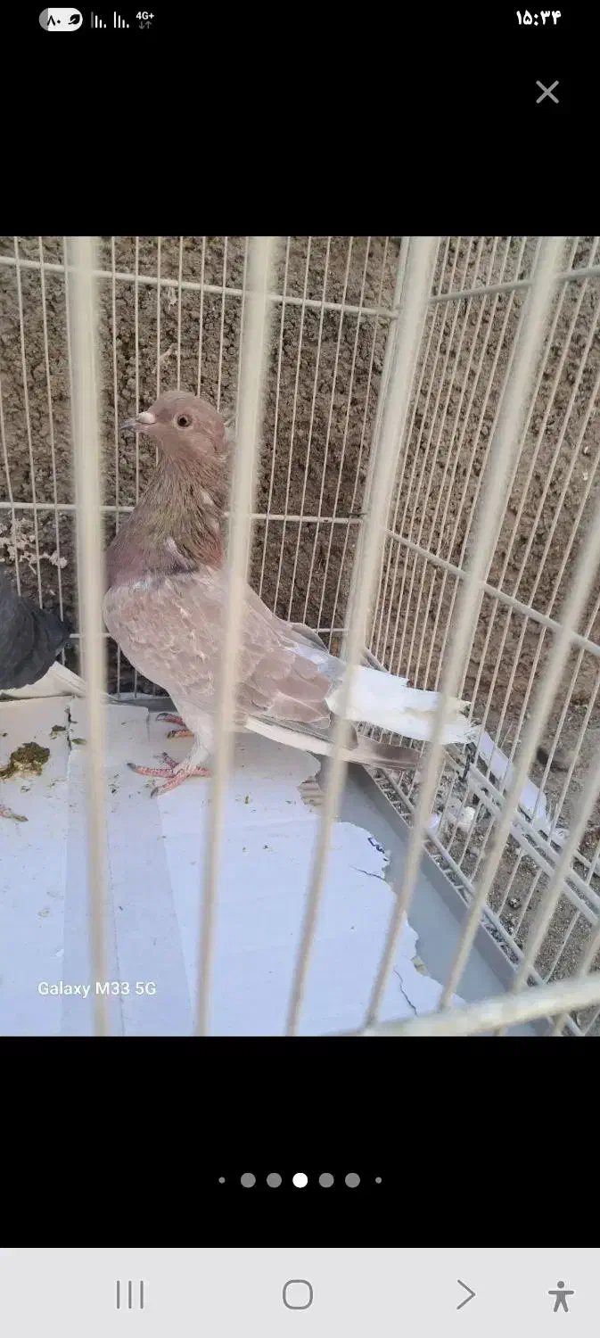 حراج دم سفید پرخال سیاه|حراج|نیشابور, پاستور|دیوار