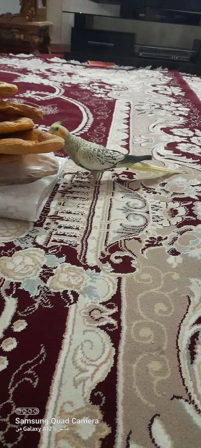 عروس هلندی نر|پرنده|مشهد, نیزه|دیوار