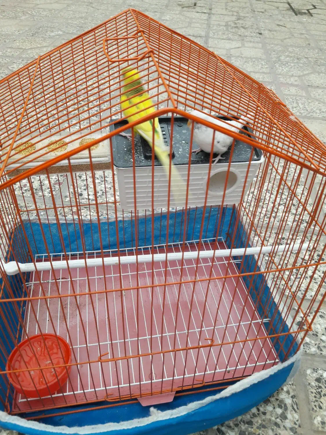 مرغ عشق|پرنده|لنجان, |دیوار