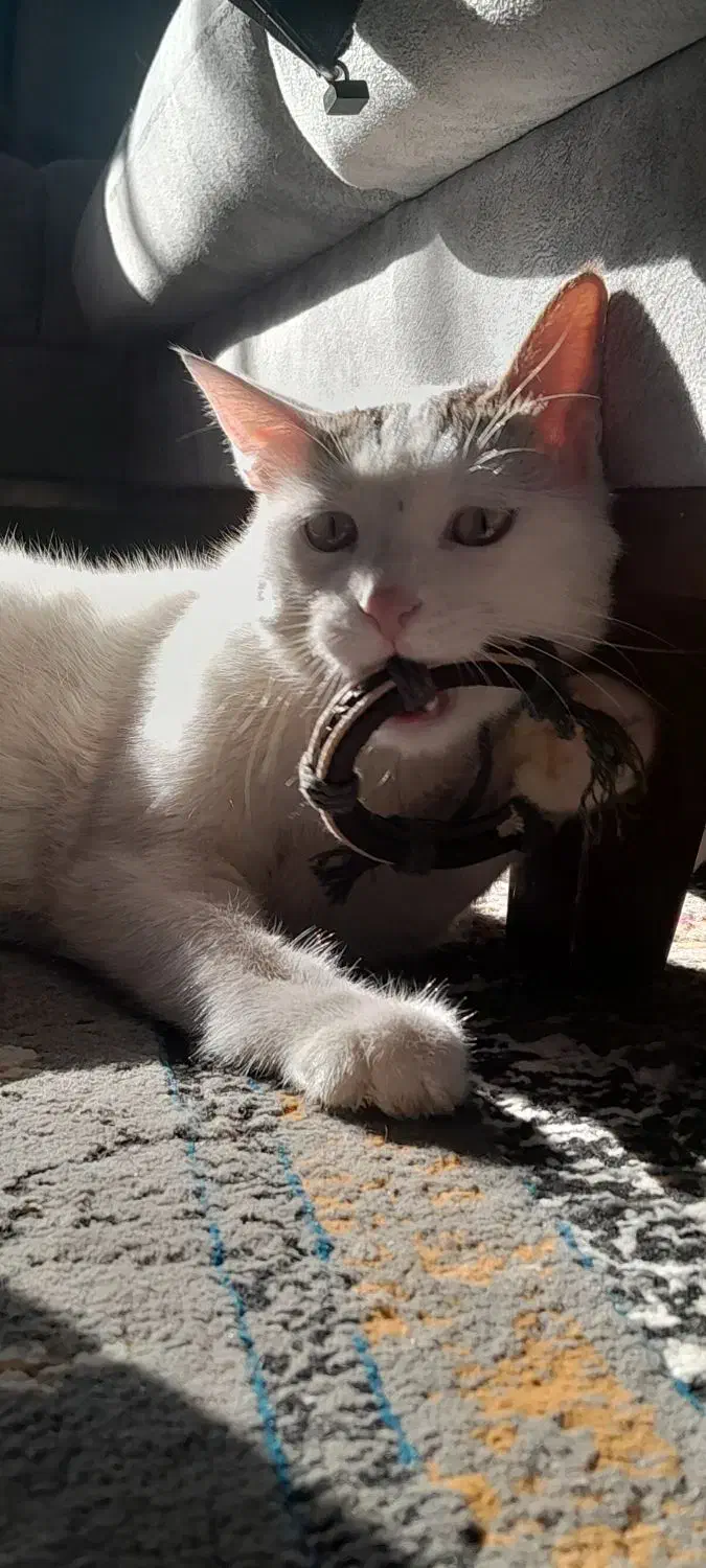 واگذاری گربه dsh|گربه|اصفهان, بهارستان|دیوار