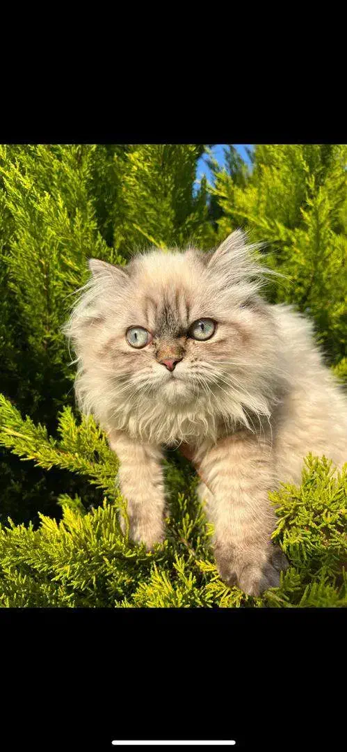 گربه نر پرشین چشم آبی|گربه|نور, |دیوار