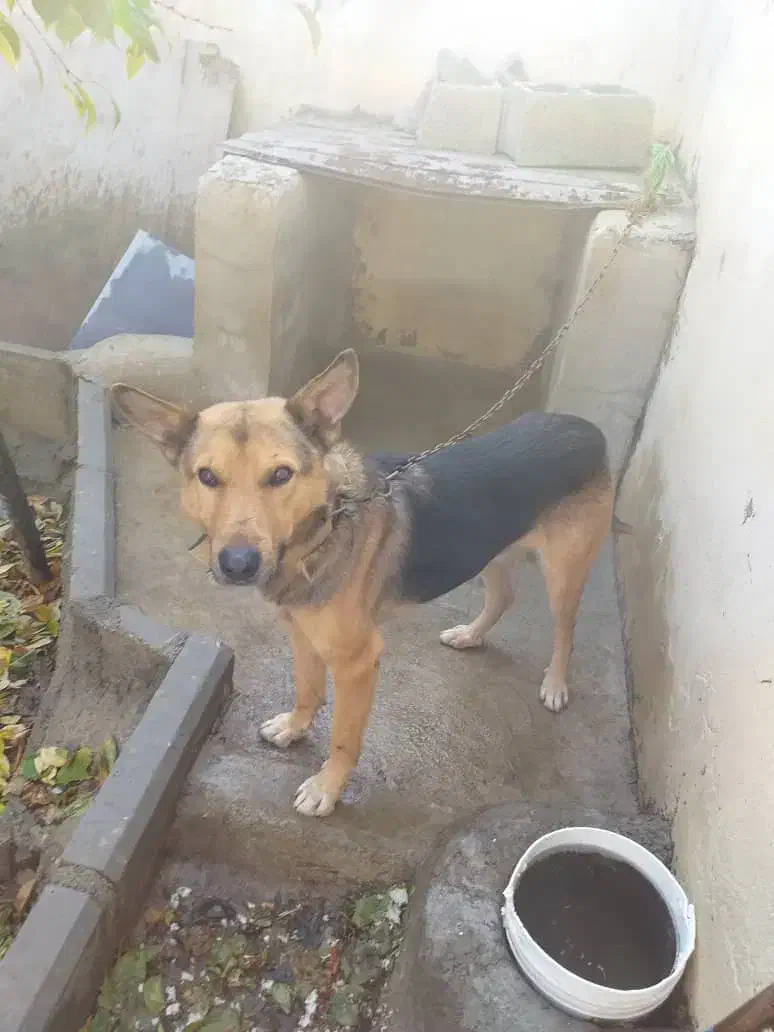 واگذاری یک قلاده سگ ژرمن در سعیدآباد هشتگرد|سگ|هشتگرد, سعید آباد|دیوار