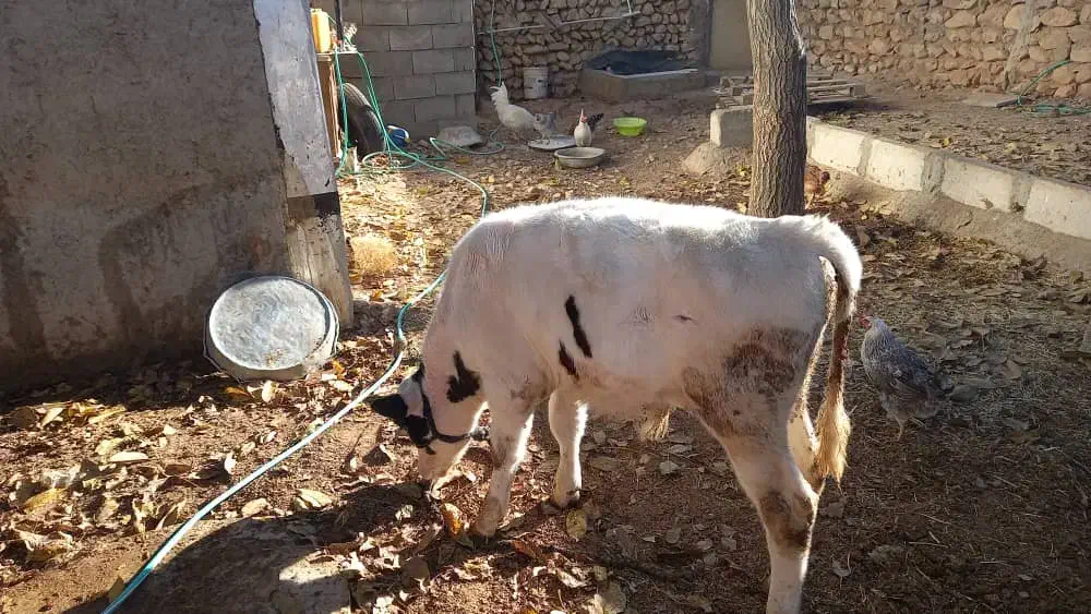 گاو|حیوانات مزرعه|لردگان, |دیوار