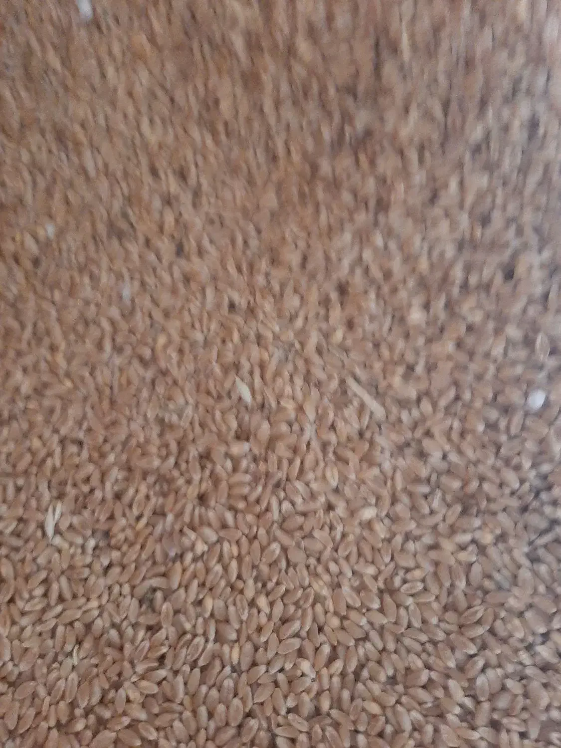 گندم|خدمات باغبانی و درختکاری|گیان, |دیوار