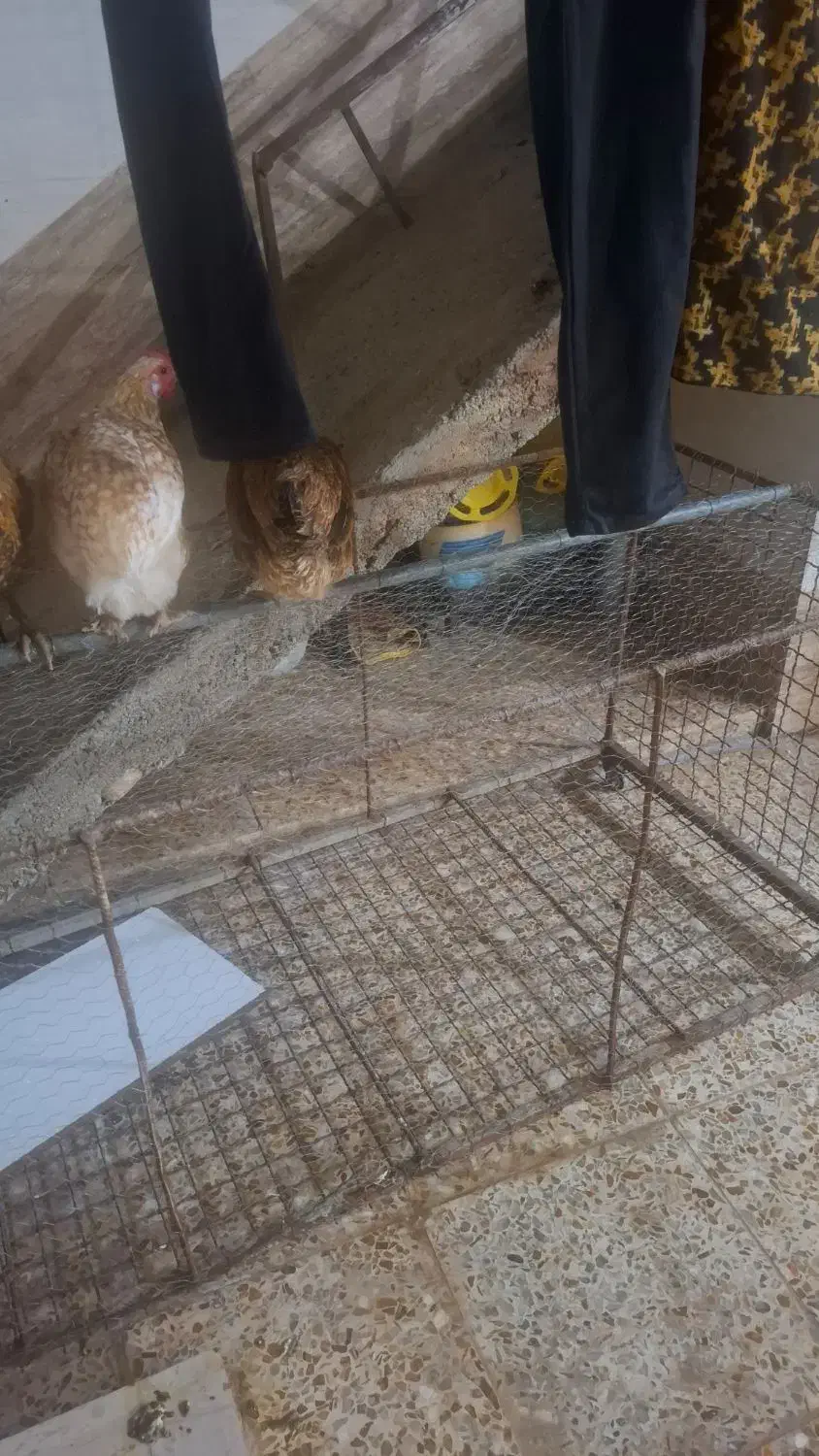 تعدادی مرغ جوان سالم و سرحال|حیوانات مزرعه|ایذه, |دیوار