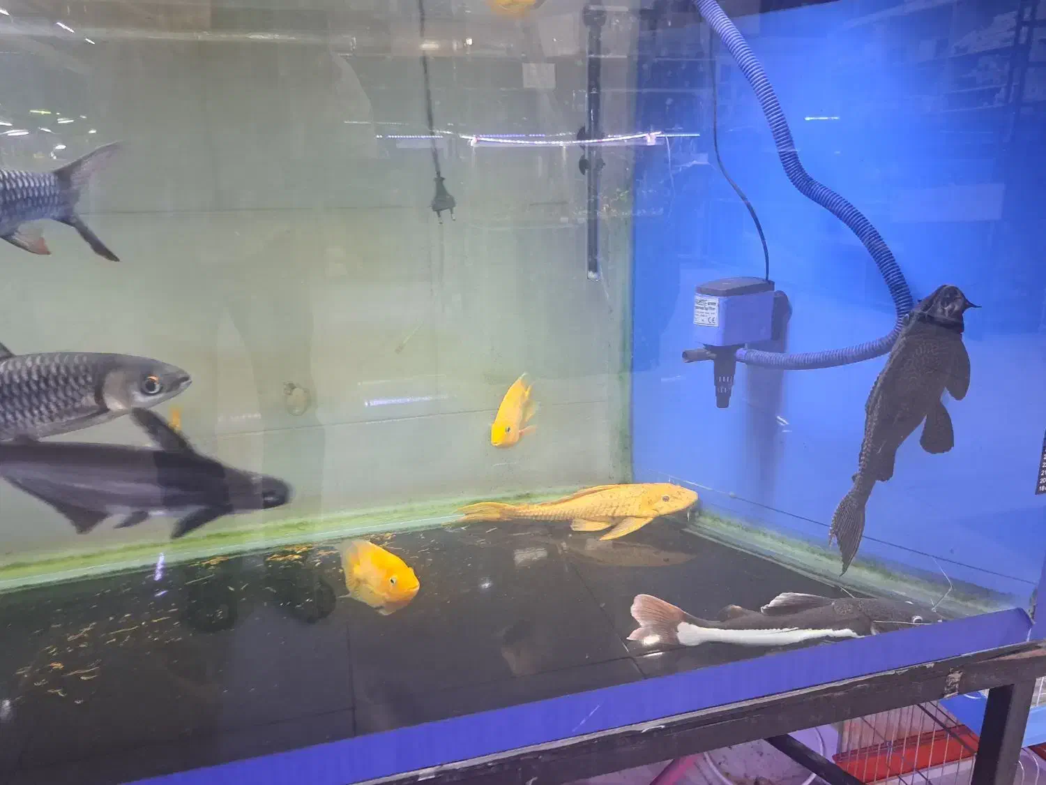 اکواریوم بزرگ و مانستر AQUA SEYF|ماهی|زنجان, |دیوار
