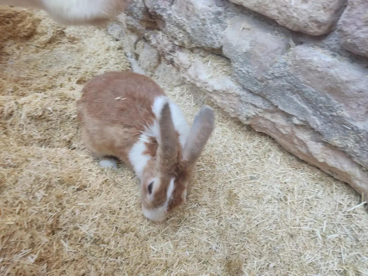 خرگوش طلایی ،چشم عسلی، چشم قرمز ابست|موش و خرگوش|زابل, |دیوار