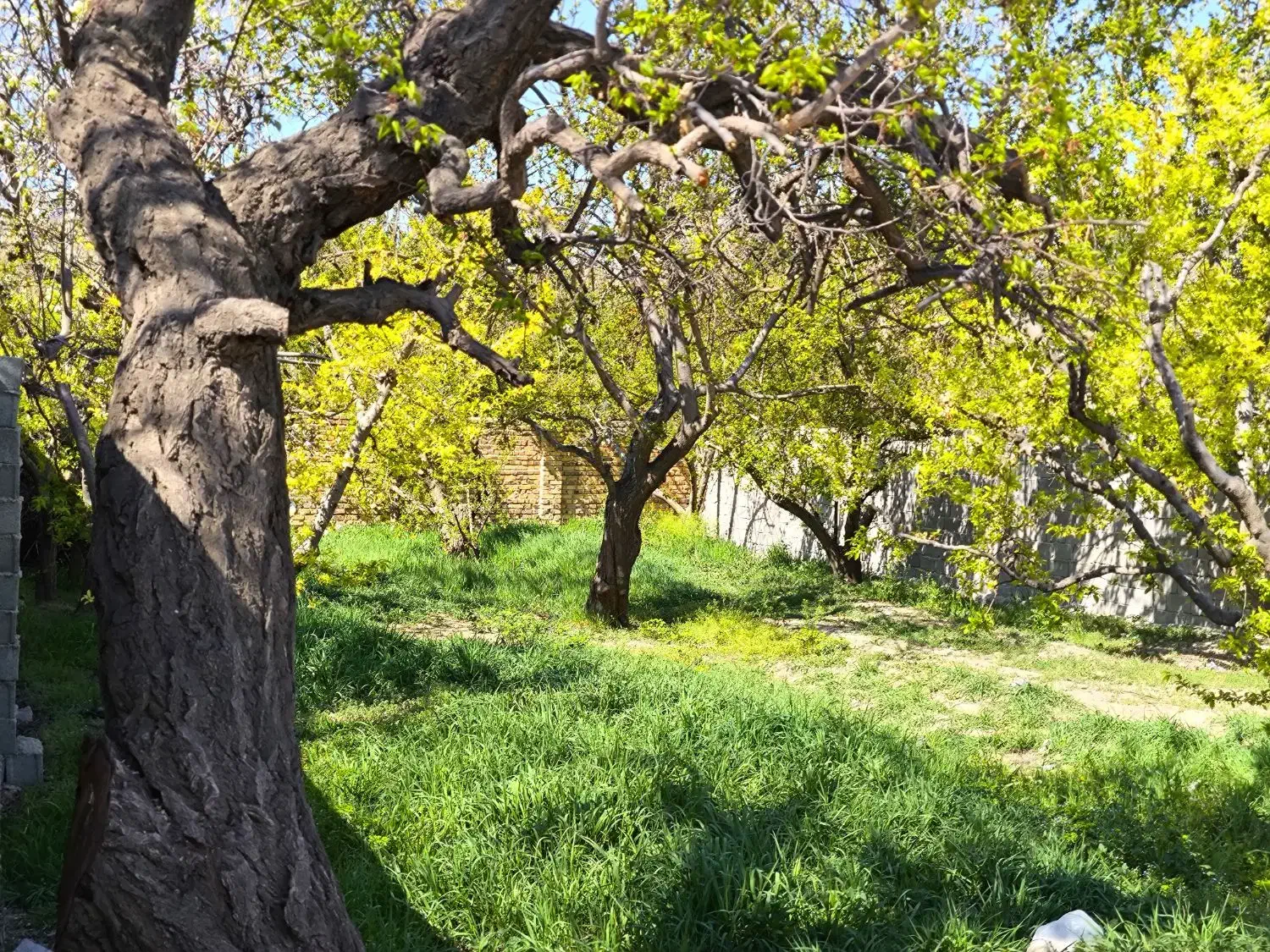 375 متر باغ 30 ساله / 100 قدمی بلوار محمدشهر/ جنگل|فروش خانه و ویلا|ماهدشت, |دیوار