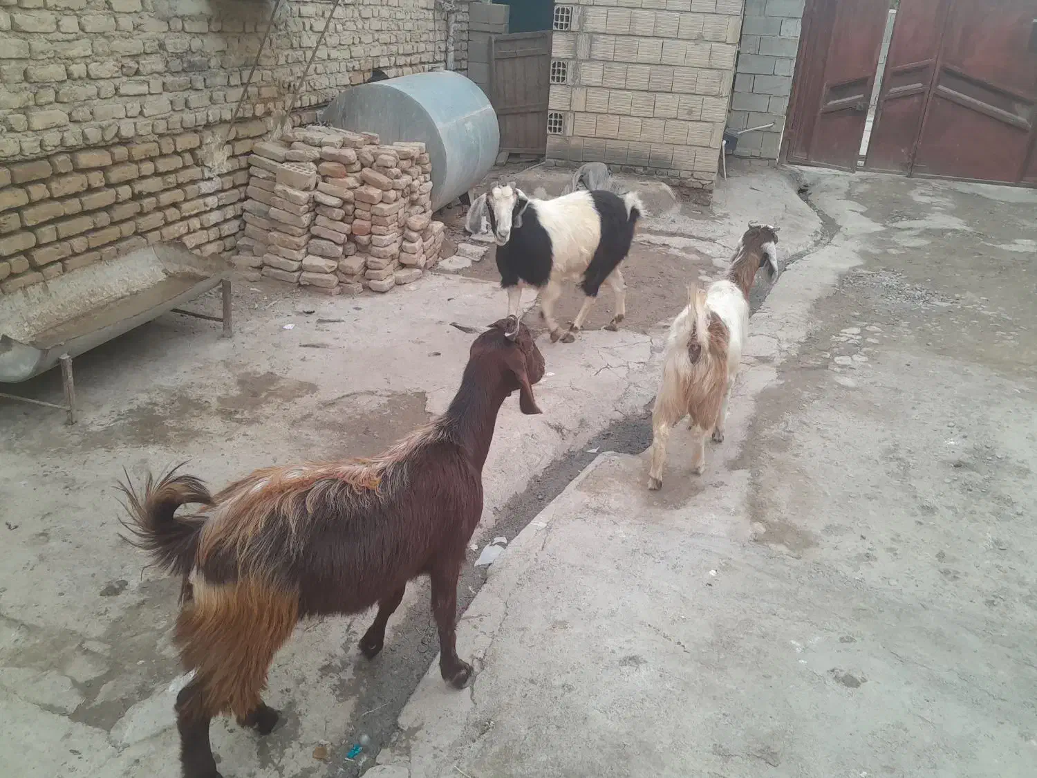 سدوشمگیر اسلام آباد بالا|حیوانات مزرعه|انبارآلوم, |دیوار