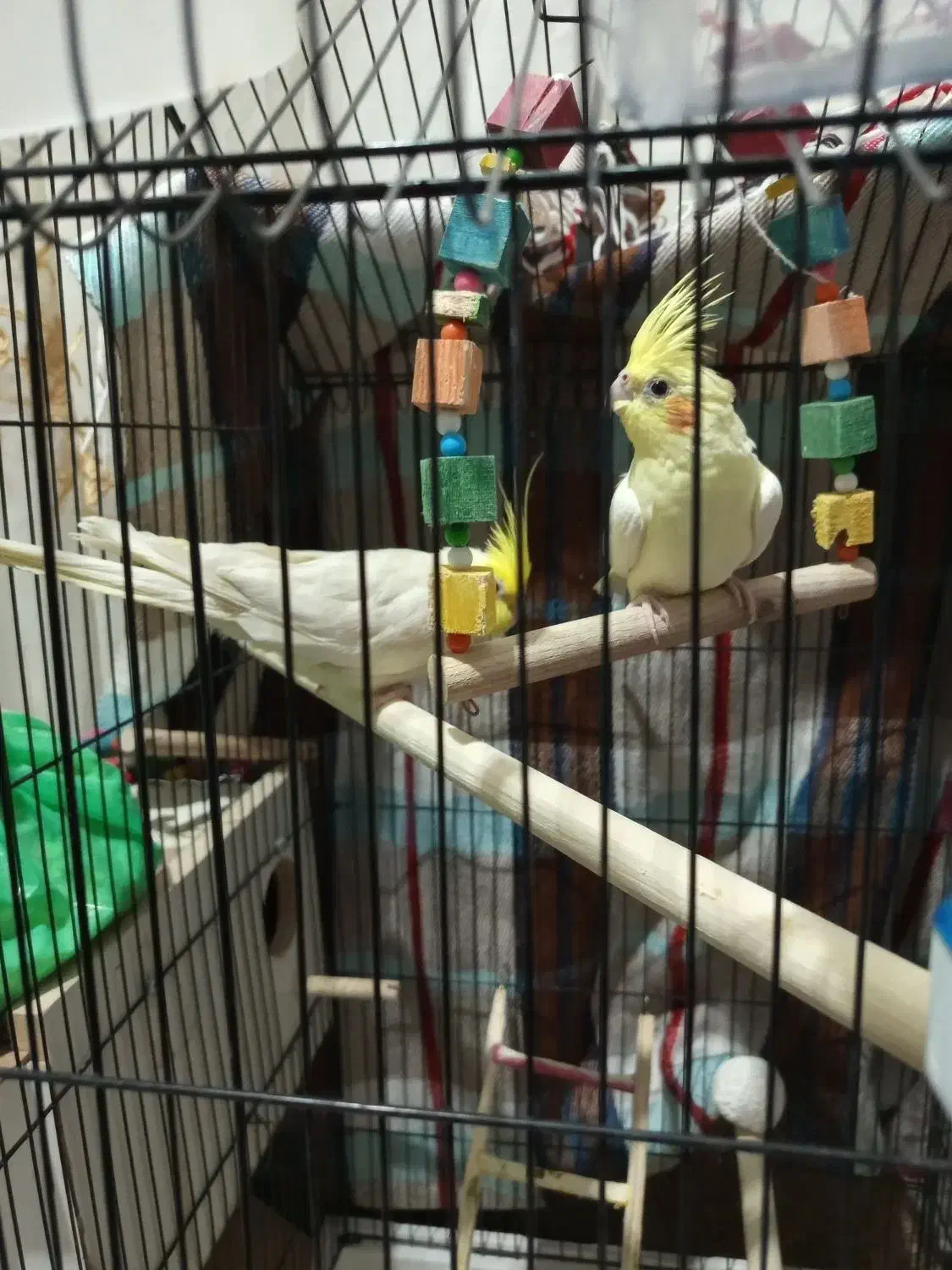 یک جفت عروس هلندی|پرنده|بم, |دیوار