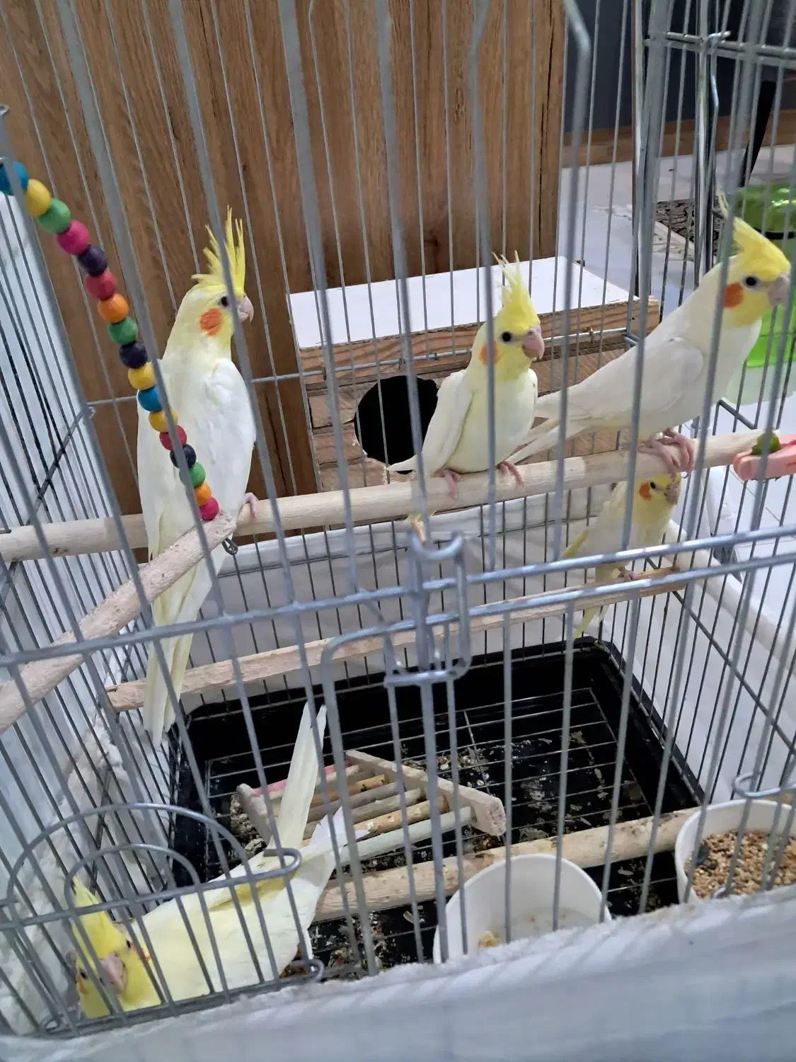 عروس هلندی مولد|پرنده|رودهن, |دیوار