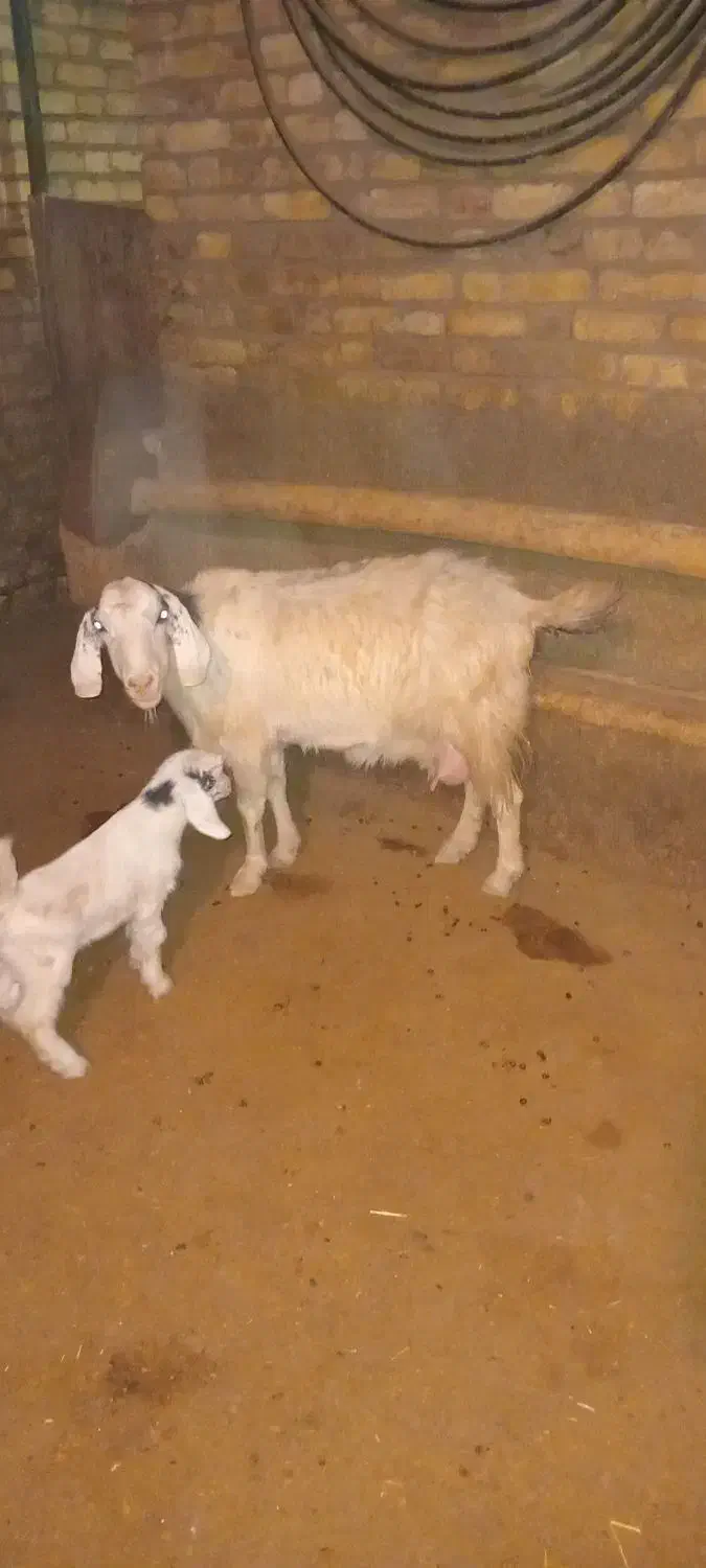 فروش بز و بزغاله|حیوانات مزرعه|قیدار, |دیوار