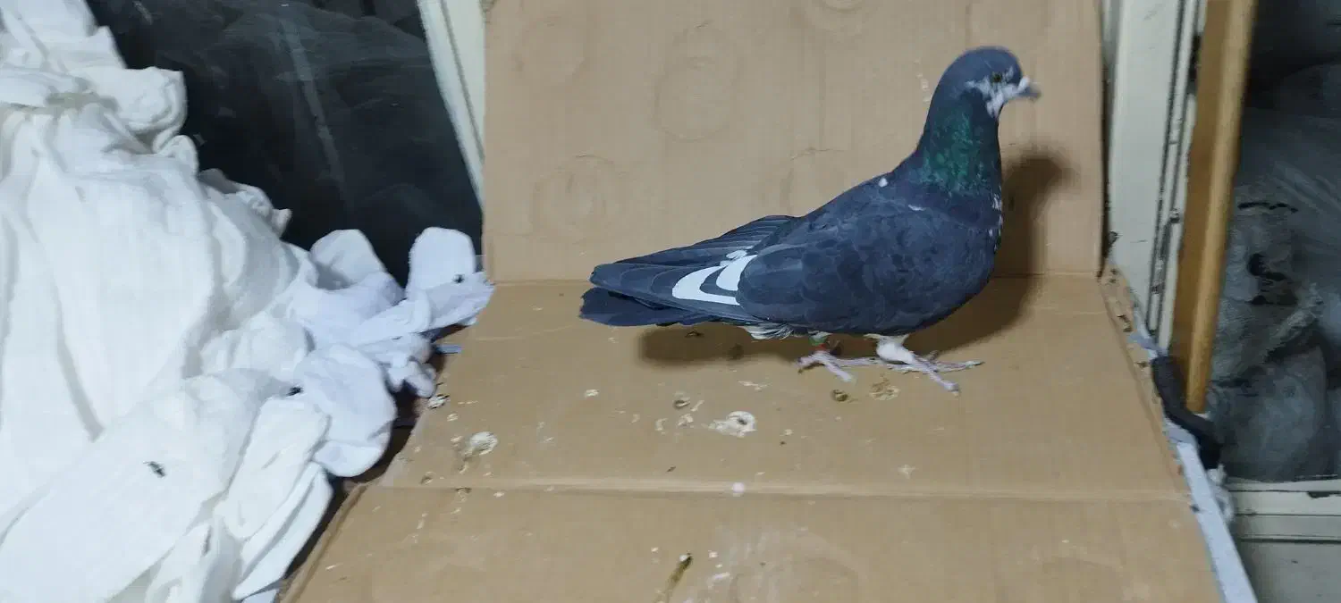 کبوتر قاره نر پرشی مفلق ازبلندی گرفتم|پرنده|تهران, مولوی|دیوار