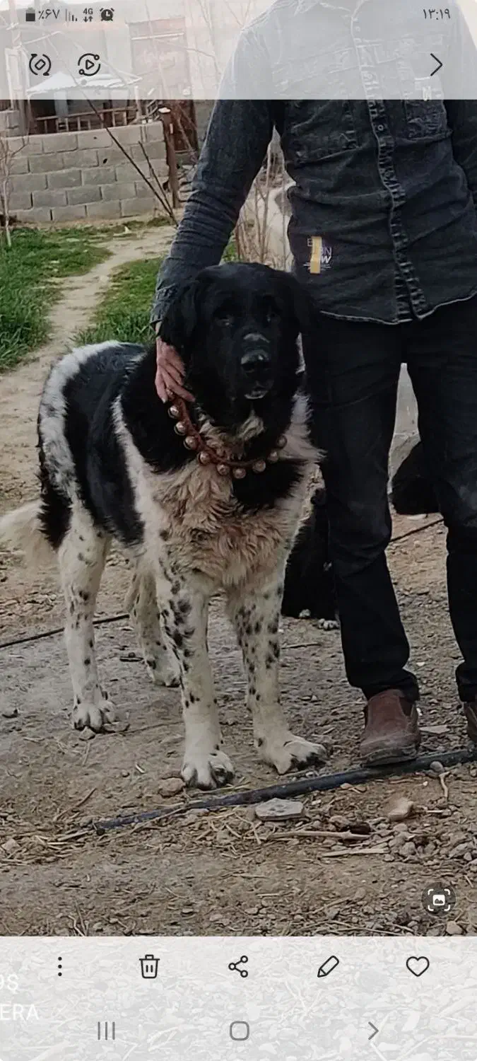 سگ درشت اصیل|سگ|فلاورجان, |دیوار