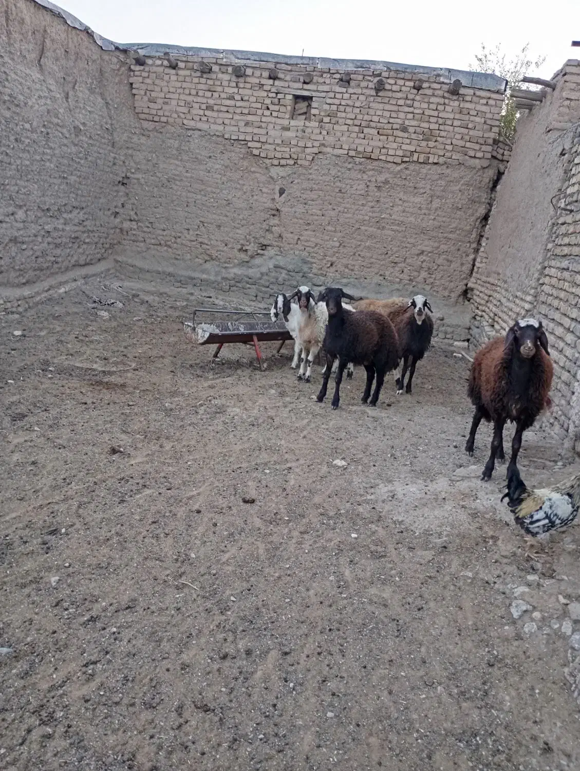 گوسفند|حیوانات مزرعه|تربتحیدریه, بالا ولایت|دیوار