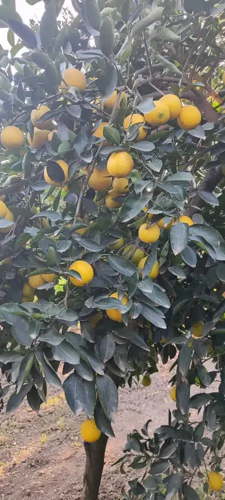 پرتقال تامسون شیرین آب دار|خوردنی و آشامیدنی|قائم‌شهر, |دیوار