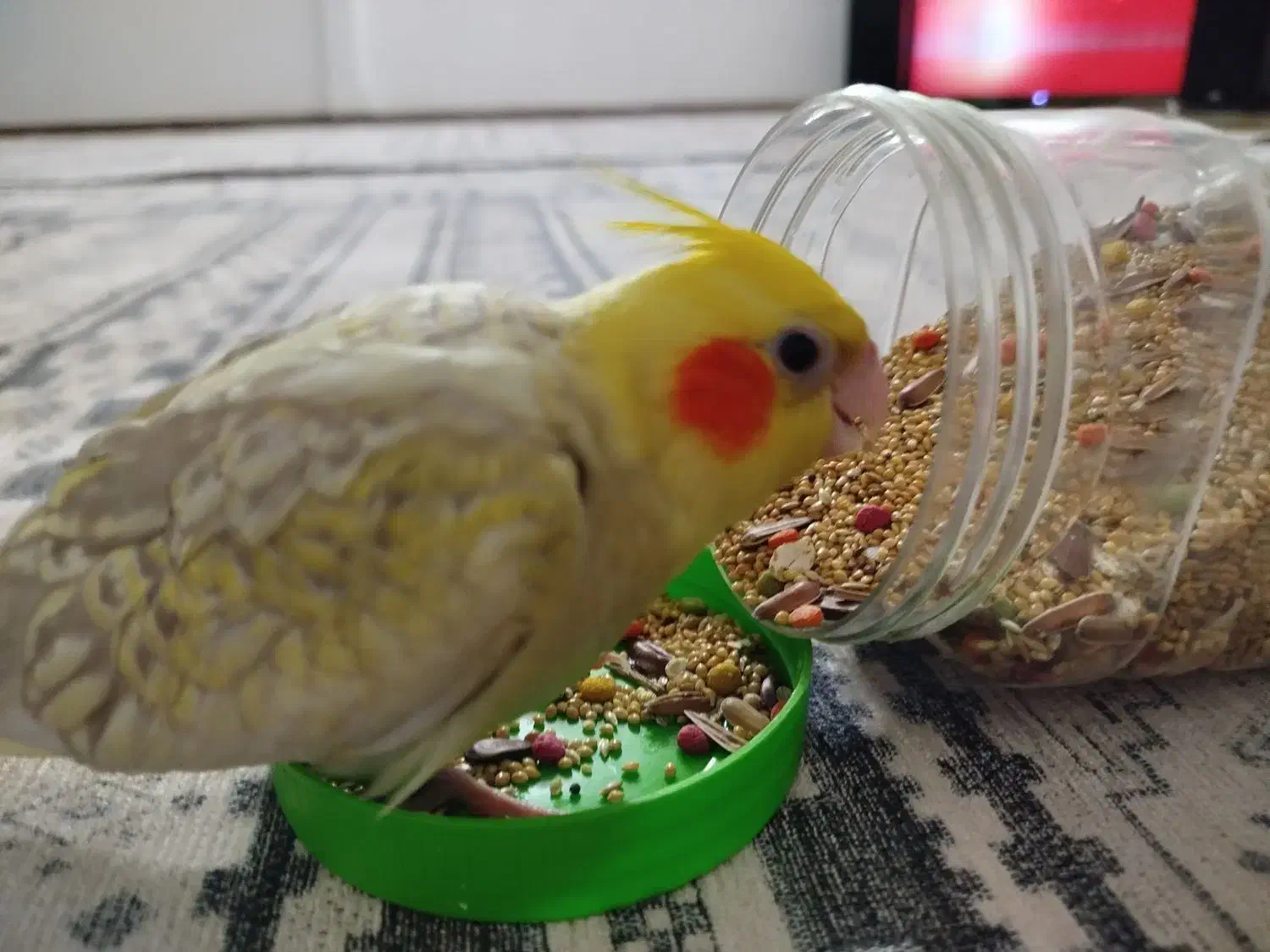 عروس هلندی گمشده|حیوانات|پاکدشت, حصار امیر|دیوار