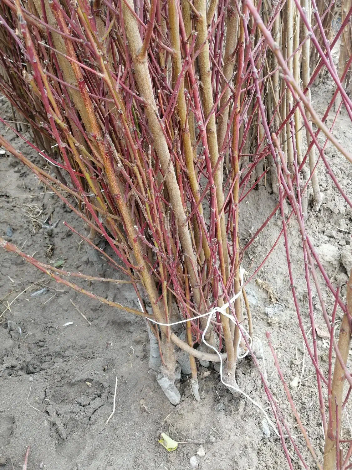 فروش نهال با فاکتور رسمی|گل و گیاه طبیعی|قائمشهر, |دیوار