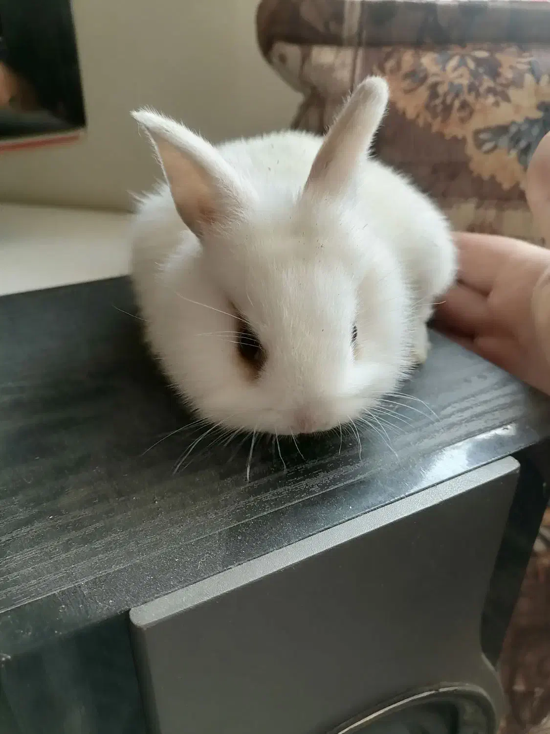 خرگوش بچه|موش و خرگوش|اصفهان, صدف|دیوار