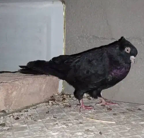 کبوتر سیاه چشم نوک|پرنده|شهرضا, |دیوار