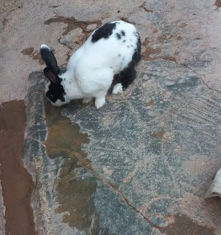 خرگوش نر|موش و خرگوش|شوشتر, |دیوار