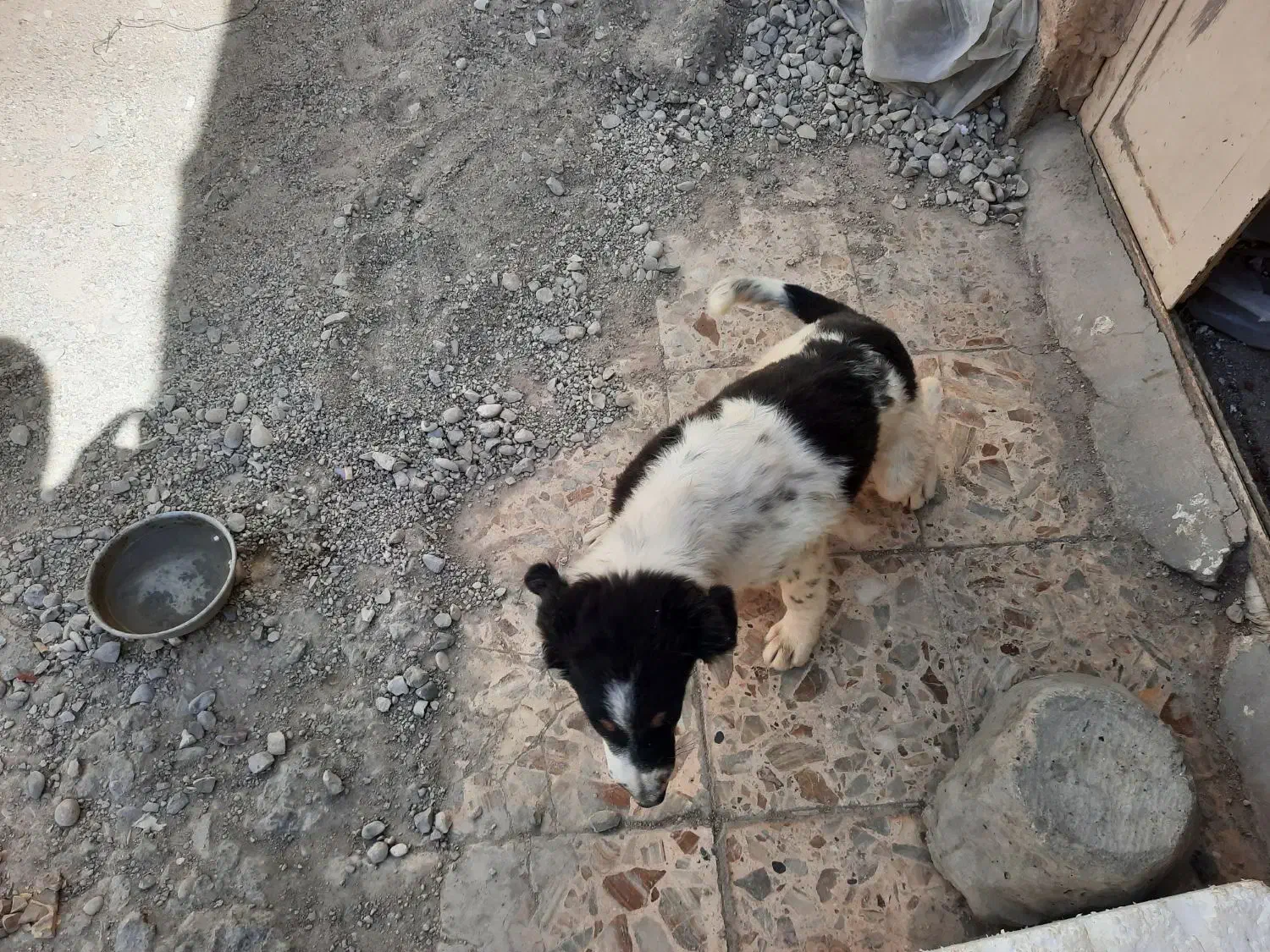 سک قدر جونی|سگ|اهواز, فرهنگ شهر|دیوار